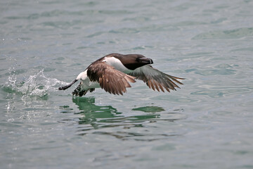 Razorbill in flight across the ocean off the coast of Wales, UK. 