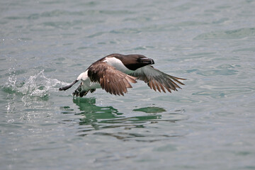 Razorbill in flight, taking off from the ocean surface. 