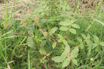 Asthma leaf plant on nursery