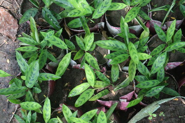 Calathea Leopardina plant on nursery for sell