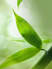 Obraz premium 2 pieces of bamboo leaves, macro, super clear, real 