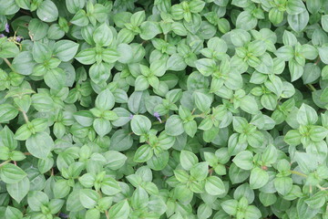 dissotis rotundifolia plant on nursery