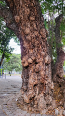 lumpy bumpy bark stem of tree at park