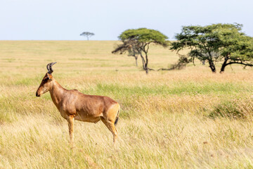 Tanzania - Serengeti National Park - Coke's hartebeest (Alcelaphus buselaphus cokii) 