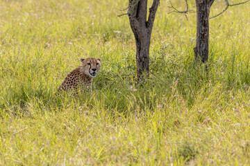 Tanzania - Serengeti National Park - cheetah (Acinonyx jubatus)
