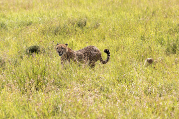 Tanzania - Serengeti National Park - cheetah (Acinonyx jubatus)