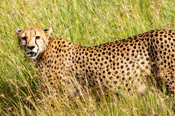 Tanzania - Serengeti National Park - cheetah (Acinonyx jubatus)