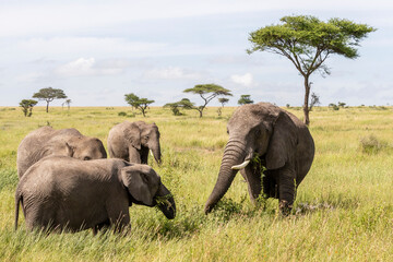 Tanzania - Serengeti National Park - African bush elephant (Loxodonta africana)