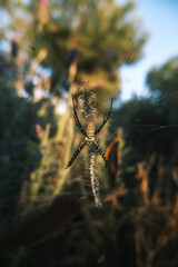 Golden Orb-Weaver in Nature