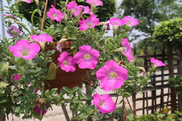 Petunia axillaris flower plant on pot