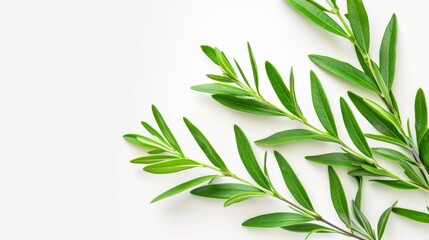 Fototapeta premium Green leaves arranged in a corner on a white background. A simple, clean, and natural image. Perfect for product mockups or to add a touch of nature to your design.