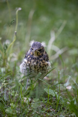 Close-up of a blackbird chick in the grass