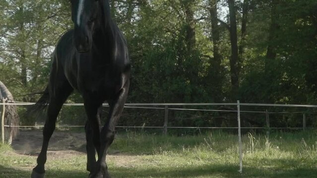 The horse is grazing in the pasture near the stable. A black stallion strolls along a levada fenced with an electric shepherd.  Grazing livestock on the farm.