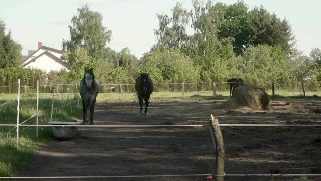 Horses are walking in a paddock surrounded by a fence with an electric shepherd. A pair of domestic horses are walking along the levada near the stable. Keeping animals in a stud farm.