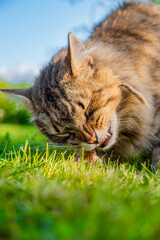 The cat eats in nature