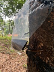Close-up photos of rubber trees in Kerala, prepared for harvest during the monsoon. The images show rubber trees with protective covers, highlighting the meticulous preparation and lush, green surroun