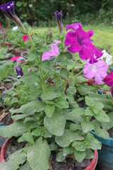 Petunia axillaris flower plant on pot