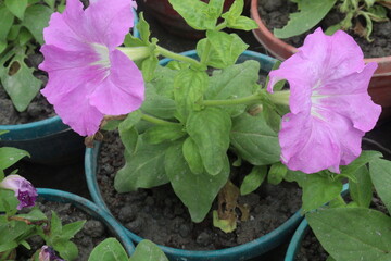 Petunia axillaris flower plant on pot