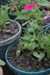 Petunia axillaris flower plant on pot