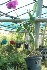 purple orchid flower plant on nursery