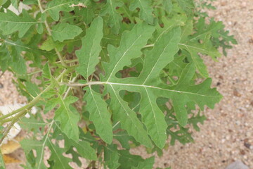 Solanum sisymbriifolium plant on jungle
