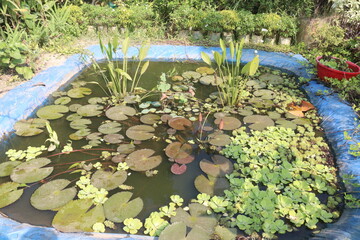 small pond with lily for sell