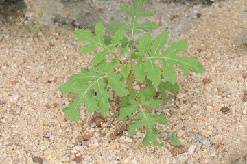 Solanum sisymbriifolium plant on jungle