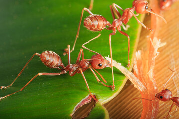 Red ant on a leaves with green  background