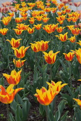 A vibrant tulip field displays blooming brightness in a spring symphony
