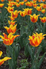 A vibrant tulip field displays blooming brightness in a spring symphony