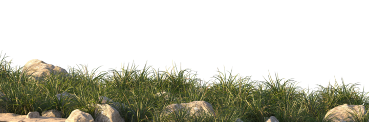 grass field small plant and stones	