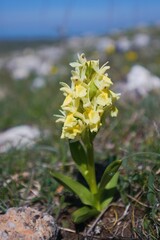 Close up photo of Elder-flowered orchid (Dactylorhiza sambucina). Monte Calvo, Gargano, Italy, Europe. 