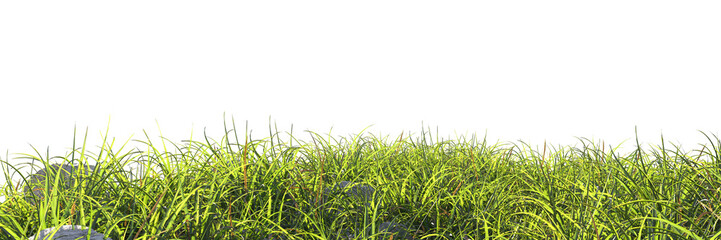 Obraz premium green grass isolated