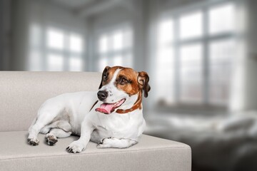 Bored cute domestic dog lying at home