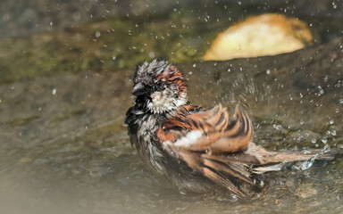 a sparrow bathing in a pond