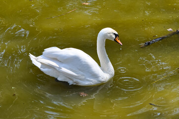 Obraz premium Beautiful swans in the pond of Kharkov park.