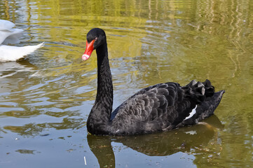 Beautiful swans in the pond of Kharkov park.