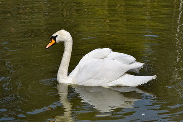 Beautiful swans in the pond of Kharkov park.