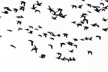 Bernache cravant,.Branta bernicla, Brant Goose, marais; region Pays de Loire; marais Breton; 85, Vendée, Loire Atlantique, France