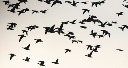 Fototapeta premium Bernache cravant,.Branta bernicla, Brant Goose, marais; region Pays de Loire; marais Breton; 85, Vendée, Loire Atlantique, France