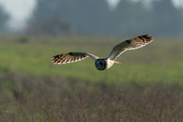 Hibou des marais, Hibou brachyote, Asio flammeus, Short eared Owl, region Pays de Loire; marais Breton; 85, Vendée, Loire Atlantique, France