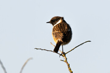 Tarier pâtre, Traquet pâtre, Saxicola rubicola,  European Stonechat, male
