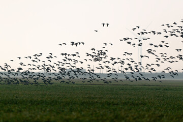 Bernache cravant,.Branta bernicla, Brant Goose, marais; region Pays de Loire; marais Breton; 85, Vendée, Loire Atlantique, France