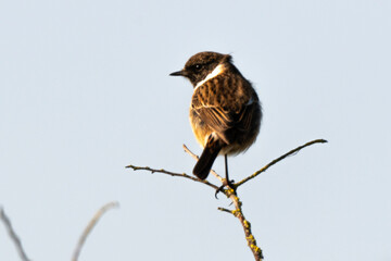 Tarier pâtre, Traquet pâtre, Saxicola rubicola,  European Stonechat, male