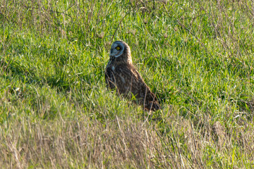 Hibou des marais, Hibou brachyote, Asio flammeus, Short eared Owl, region Pays de Loire; marais...