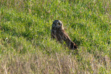 Hibou des marais, Hibou brachyote, Asio flammeus, Short eared Owl, region Pays de Loire; marais Breton; 85, Vendée, Loire Atlantique, France