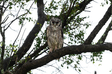 Grand duc de Verreaux,.Ketupa lactea, Verreaux's Eagle Owl