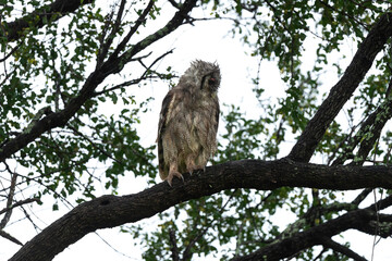 Grand duc de Verreaux,.Ketupa lactea, Verreaux's Eagle Owl