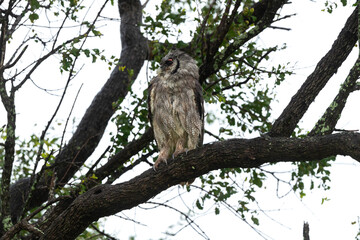 Grand duc de Verreaux,.Ketupa lactea, Verreaux's Eagle Owl