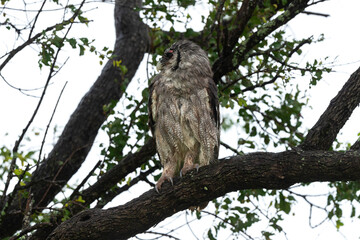 Grand duc de Verreaux,.Ketupa lactea, Verreaux's Eagle Owl